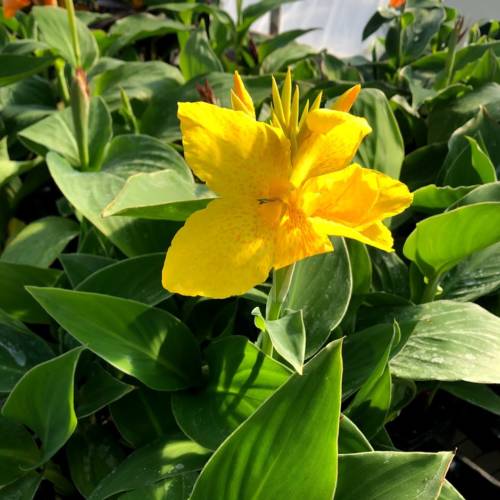Canna Lily Green Leaf Yellow
