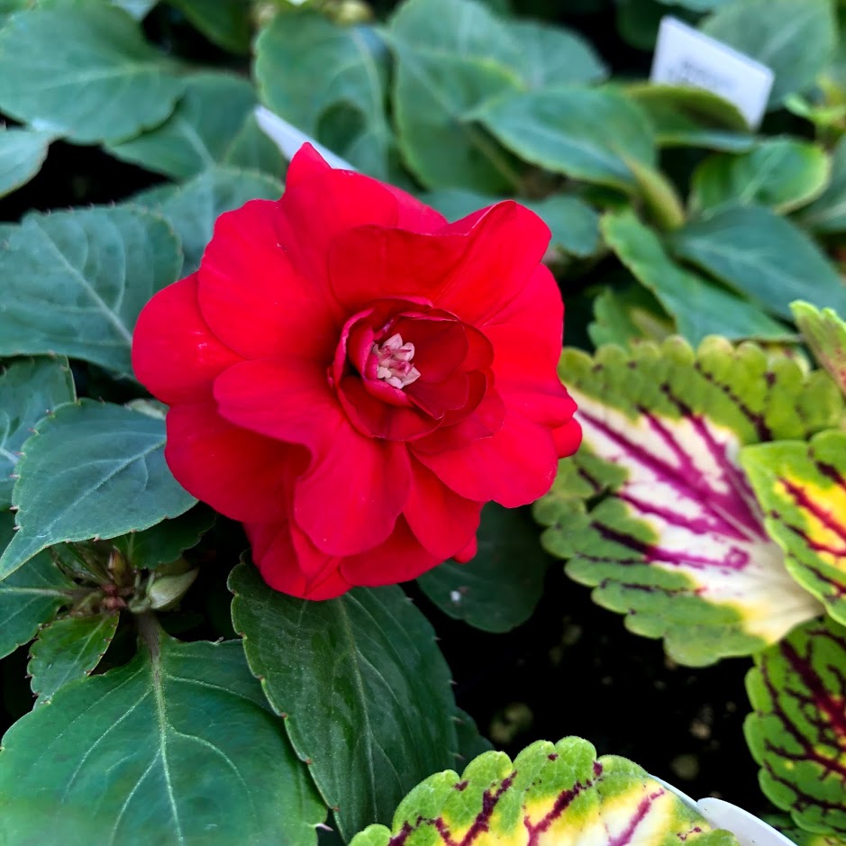 Double Impatiens – Gertens Farm Market