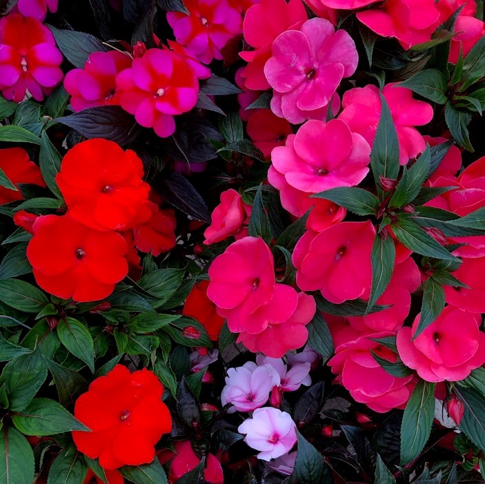 New Guinea Impatiens Gertens Farm Market   New Guineas 