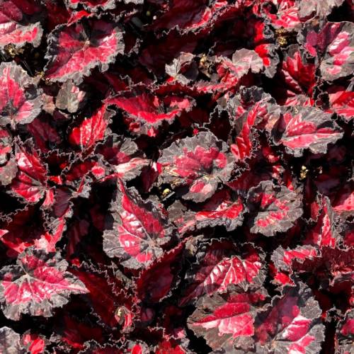 Rex Begonia Red
