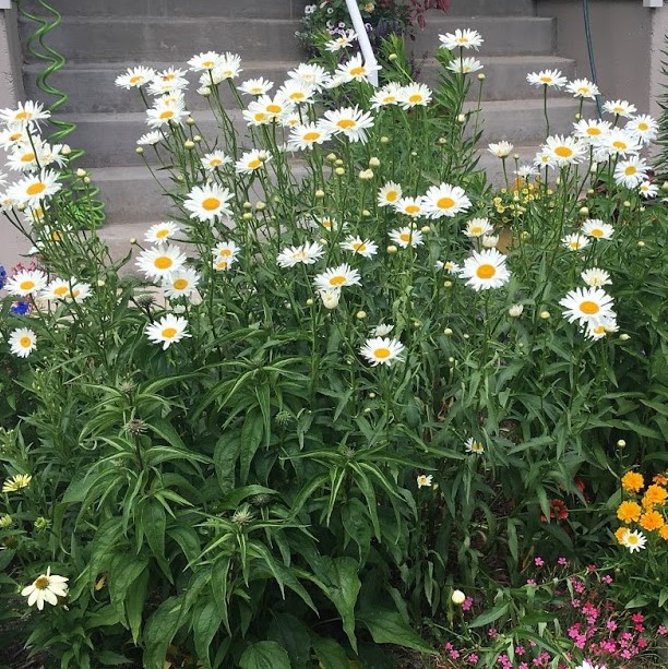 Shasta Daisy – Gertens Farm Market