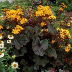 Ligularia Rayflower Gertens Farm Market