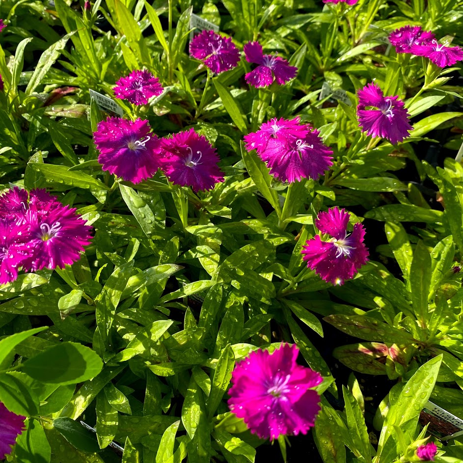 Dianthus – Purple – Gertens Farm Market