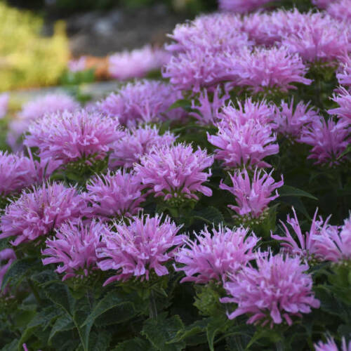 Bee Balm Sugar Buzz Pink Frosting - Walters