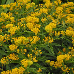 Butterfly Weed Hello Yellow - Walters