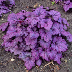 Coral Bells Electric Plum - Walters