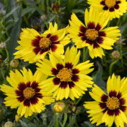 Coreopsis SunKiss - Walters
