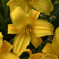 Daylily Buttered Popcorn - Walters