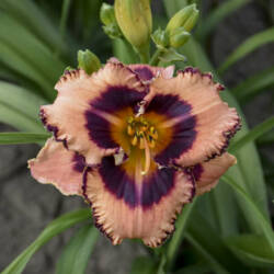 Daylily Hungry Eyes - Walters