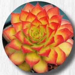 Hens and Chicks Chick Charms Gold Giant - Mast