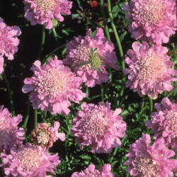 Pincushion Flower Pink Mist - Walters