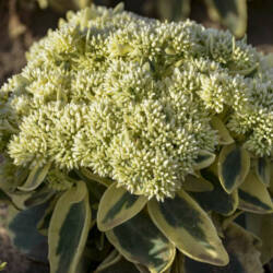 Sedum Frosted Fire - Walters